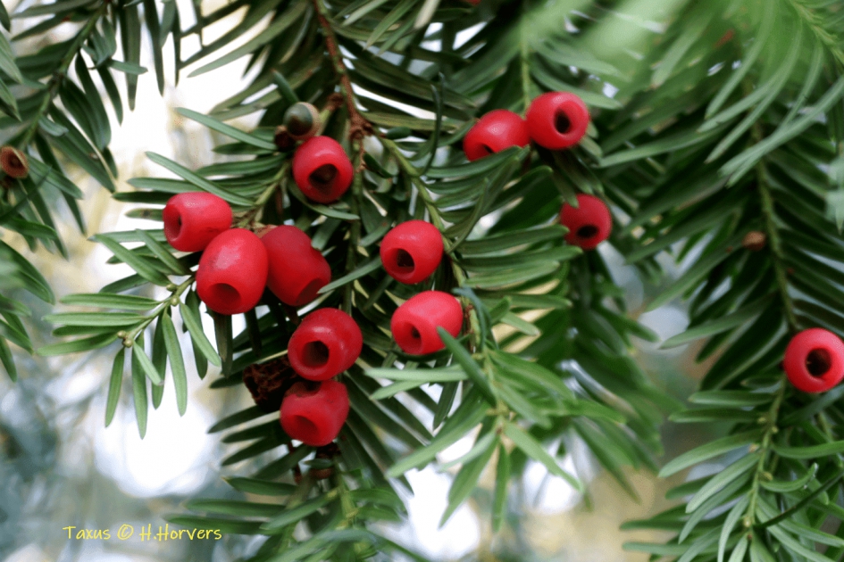 Taxus - Planten - Taxus