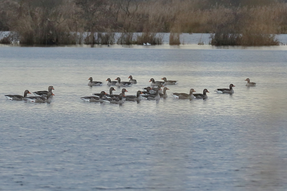 terugkijken of vooruit kijken... - Vogels - grauwe gans