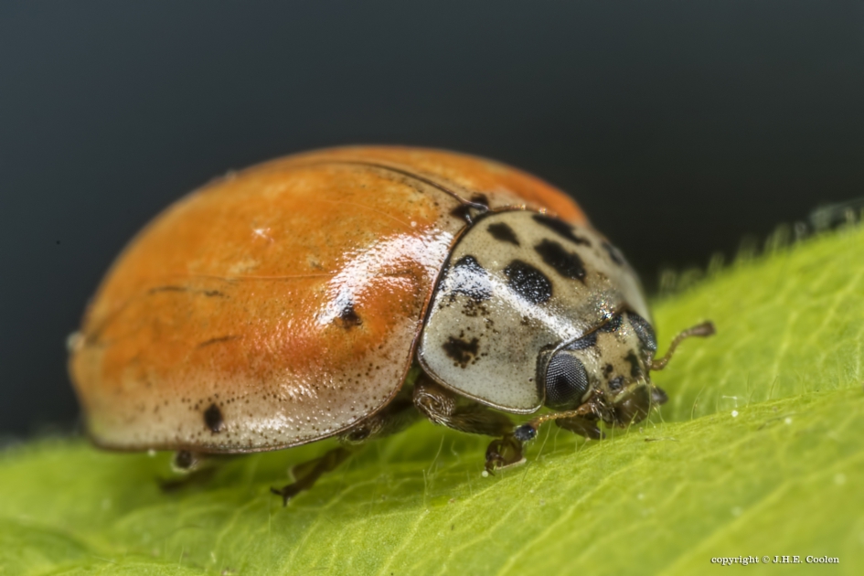 Tienstippelig lieveheersbeestje (Adalia decempunctata) - Geleedpotigen - Tienstippelig lieveheersbeestje