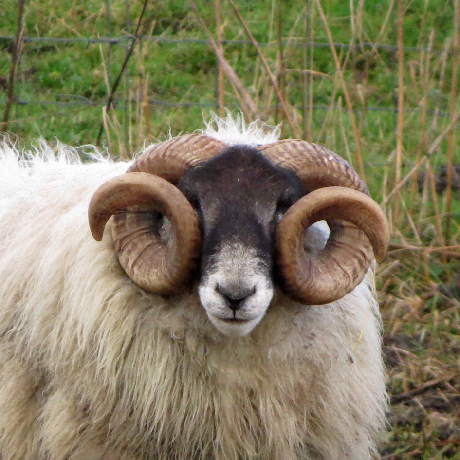 Tja, hoeveel zie ik hiermee nog ??? - Zoogdieren - 