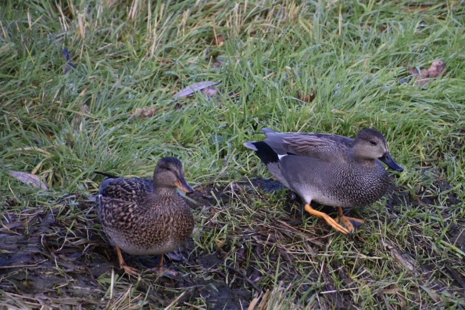 Samen op de kant... - Vogels - 