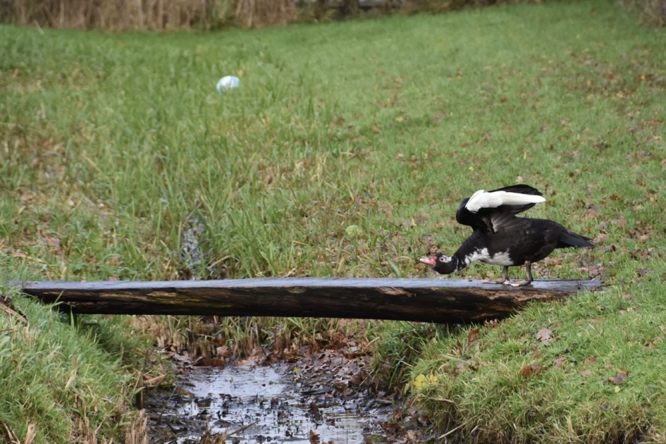 Toch wel eng.. - Vogels - 