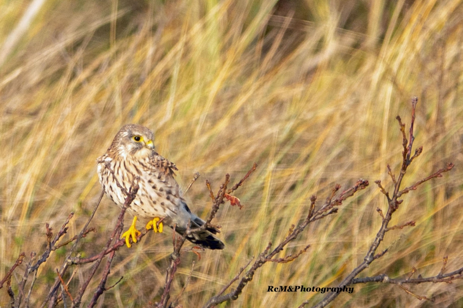 Torenvalk. - Vogels - Torenvalk.