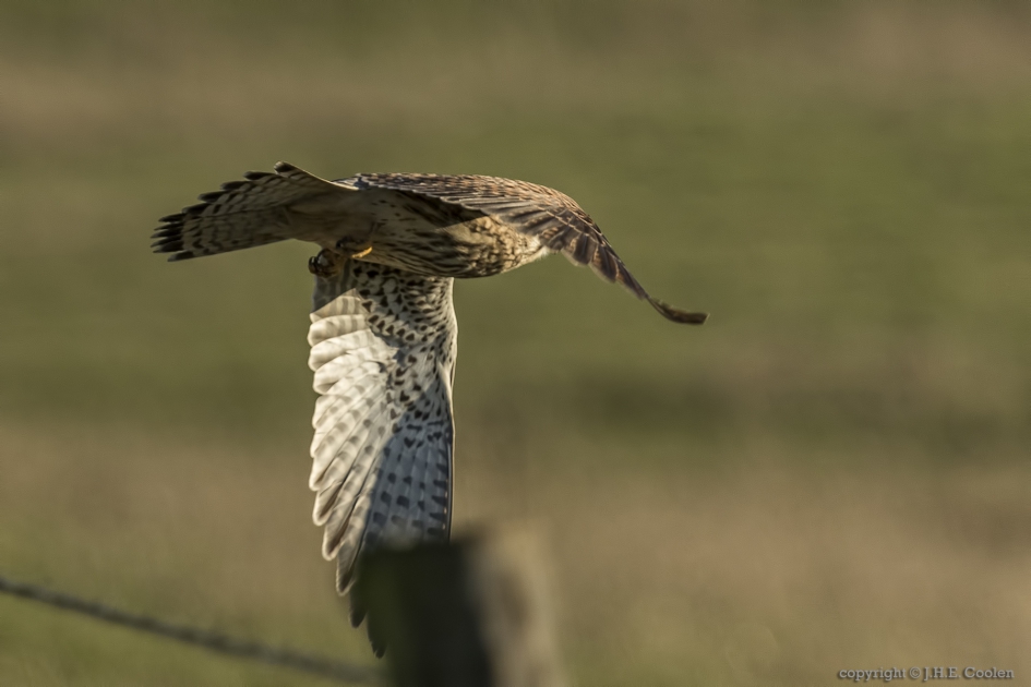 Torenvalk (Falco tinnunculus) - Vogels - Torenvalk