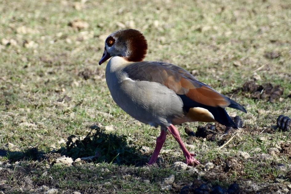 Trotse houding - Vogels - Nijlgans