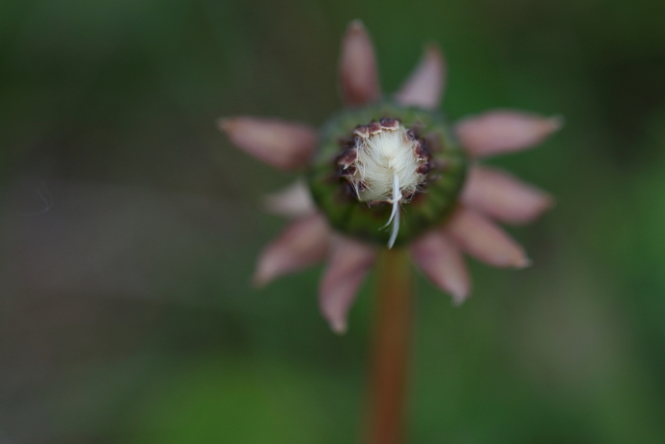 uitgebloeide paardenbloem - Planten - paardenbloem