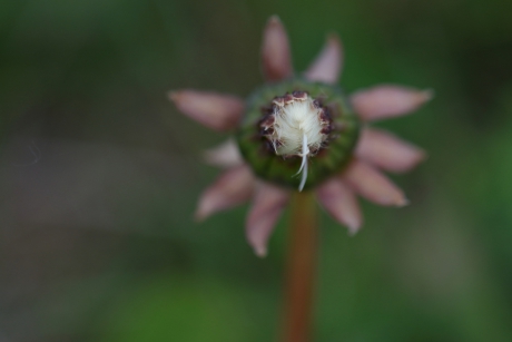 uitgebloeide paardenbloem