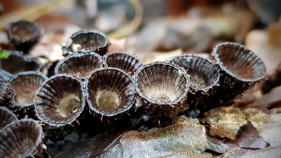 "Uitgeschoten" - Schimmels - Gestreept nestzwammetje