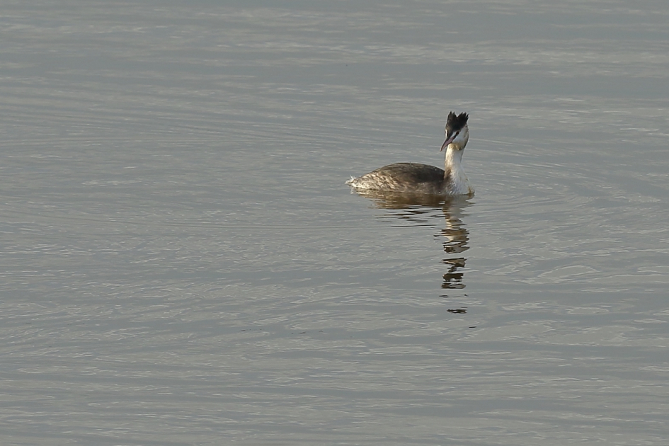 van alles wat - Vogels - fuut