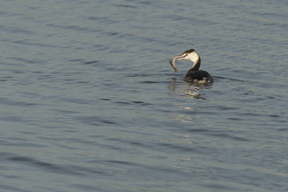 van alles wat - Vogels - fuut