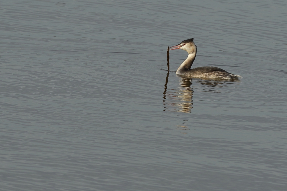 van alles wat - Vogels - fuut