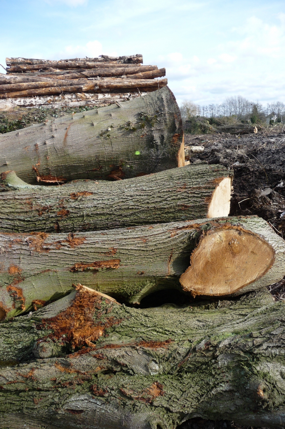 Veel hout - Planten - 