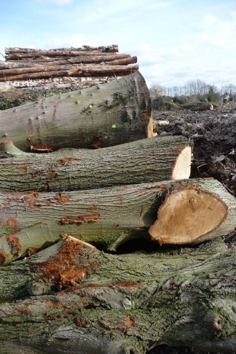 Veel hout