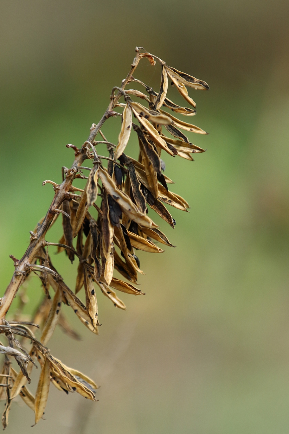 verdord - Planten - onbekend
