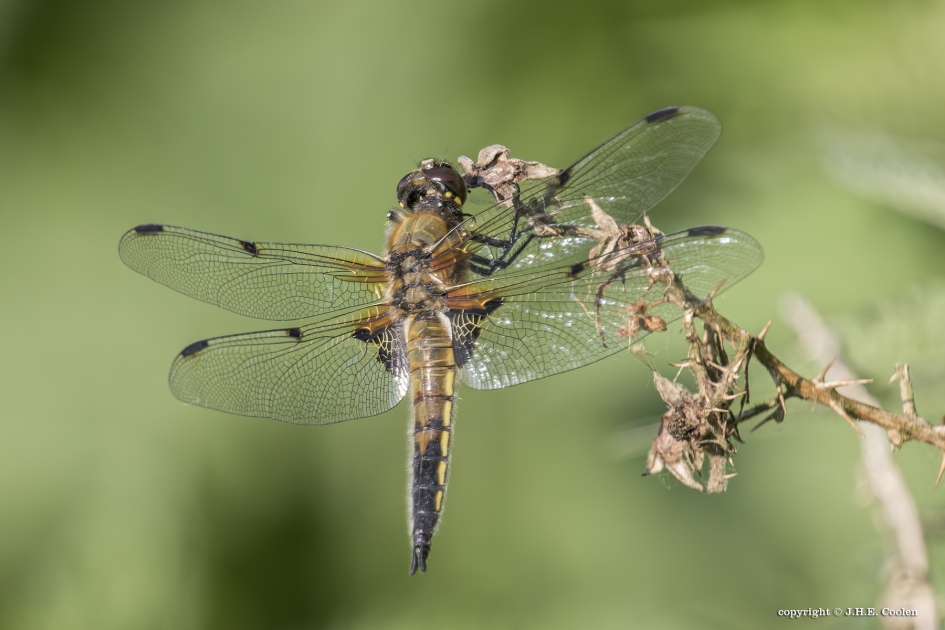 Viervlek (Libellula quadrimaculata) - Geleedpotigen - Viervlek