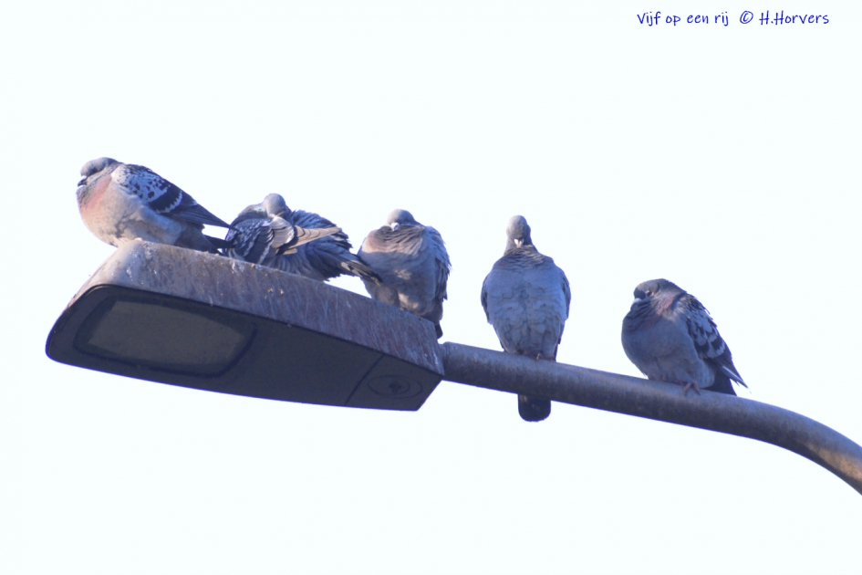 Vijf op een rij - Vogels - duiven