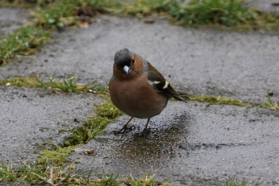 Vink - Vogels - 