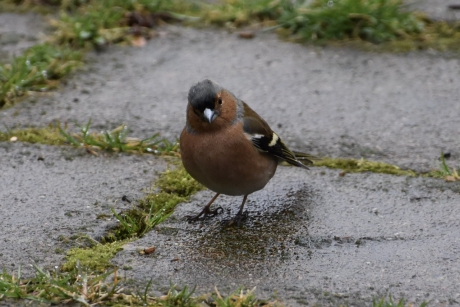 Vink