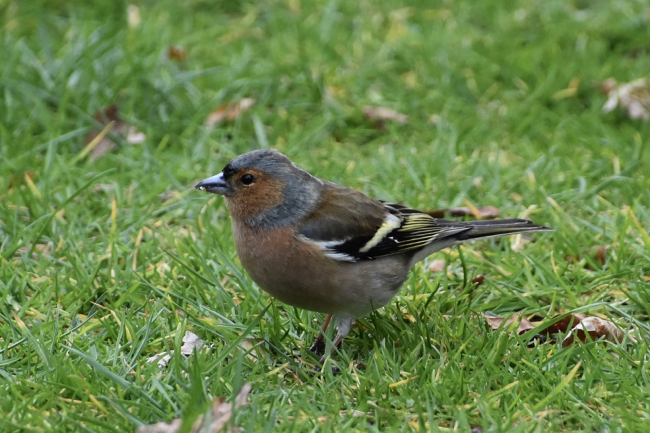 Vink - Vogels - 