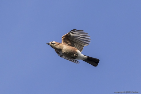 Vlaamse gaai (Garrulus glandarius)