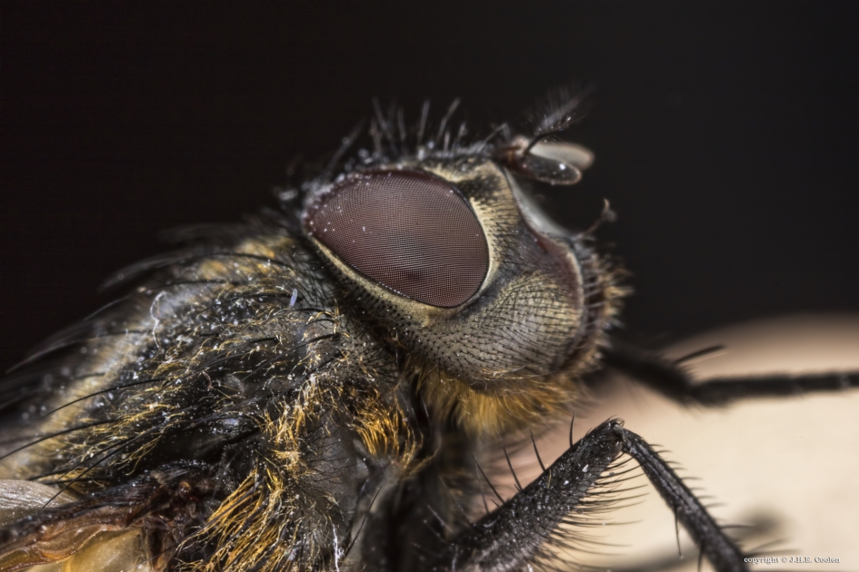 Vlieg - Geleedpotigen - vlieg