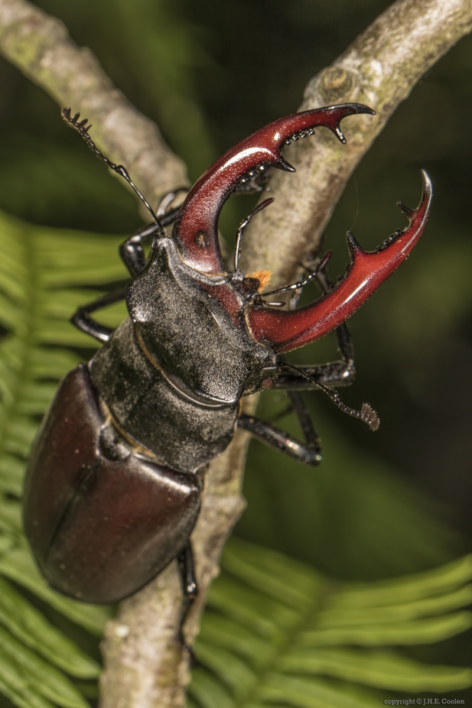 Vliegend hert (Lucanus cervus) - Geleedpotigen - Vliegend hert