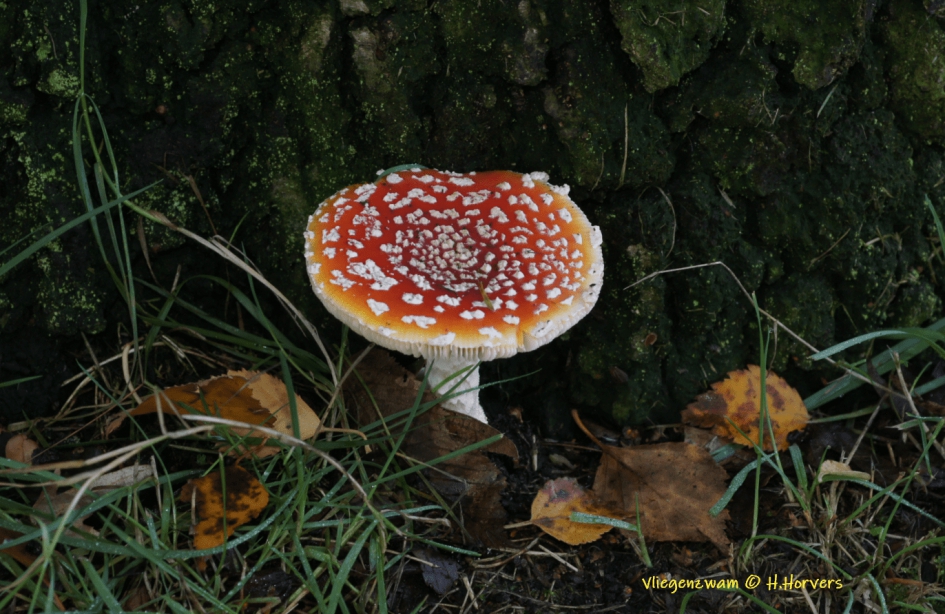 Vliegenzwam - Schimmels - Vliegenzwam