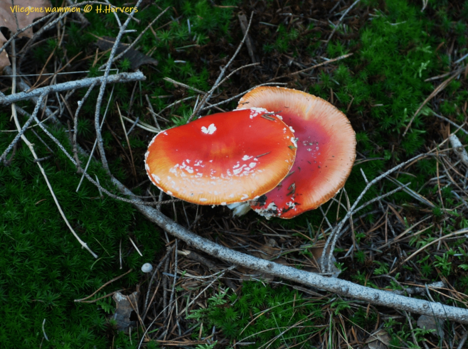 Vliegenzwammen - Schimmels - Vliegenzwammen