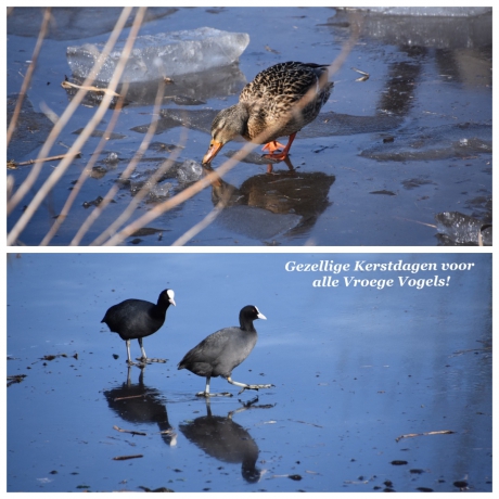 Voor alle Vroege Vogels...