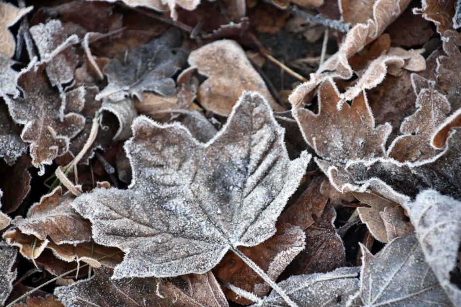 Vorst - Planten - 