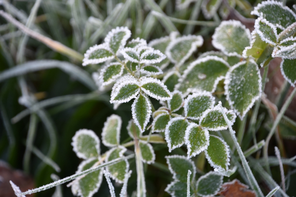 Vorst - Planten - 