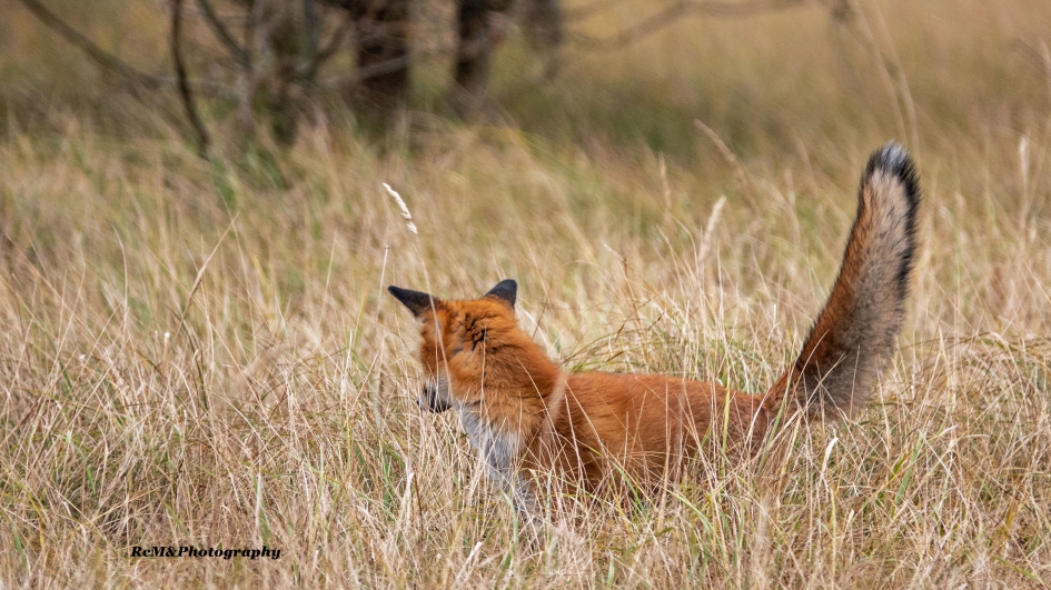 Vos. - Zoogdieren - Vos.