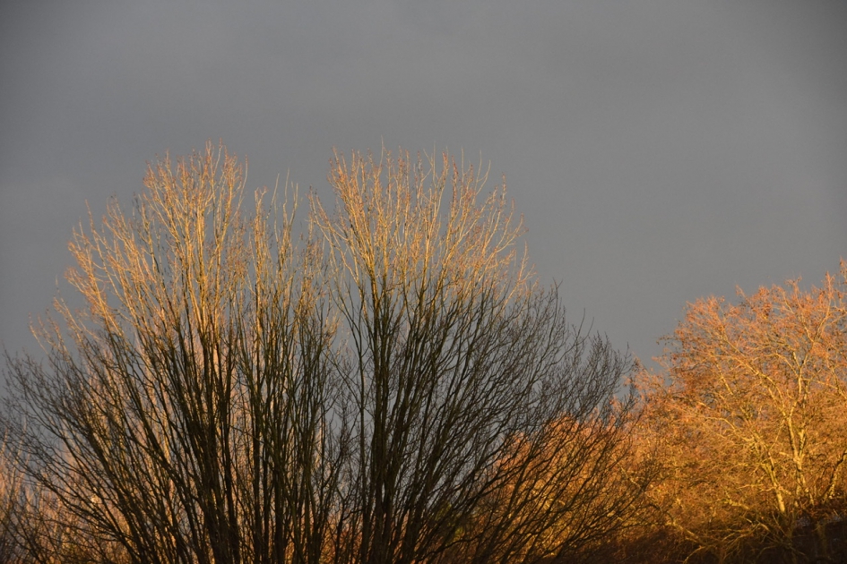Vreemd lichtspel - Planten - 
