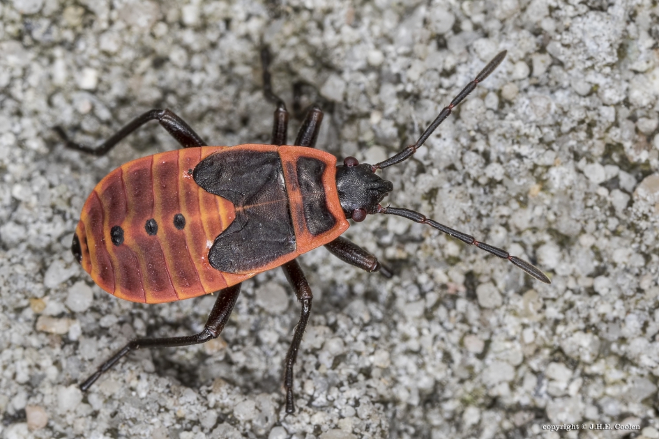 Vuurwants (Pyrrhocoris apterus) - Geleedpotigen - Vuurwants