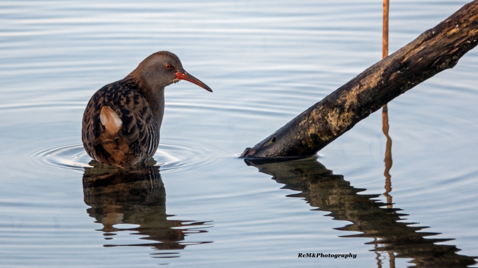 Waterral. - Vogels - Waterral.