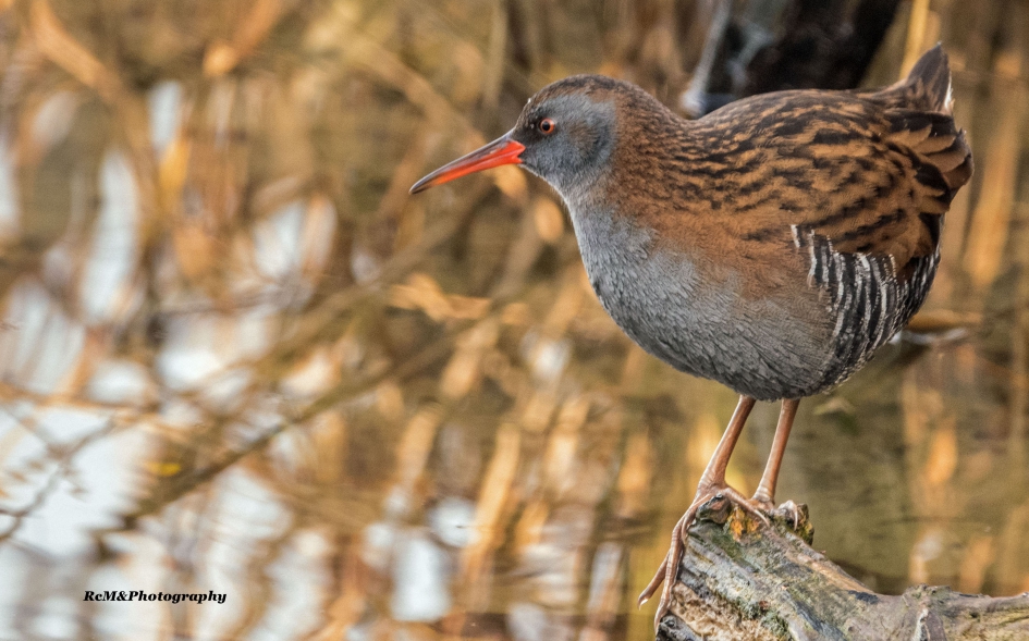 Waterral. - Vogels - Waterral.