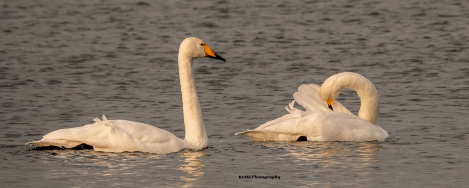 Wilde zwanen. - Vogels - Wilde zwanen.