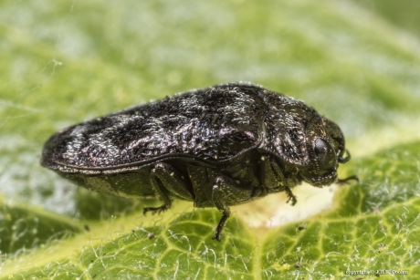 Wilgenprachtkevertje (Trachys minutus)