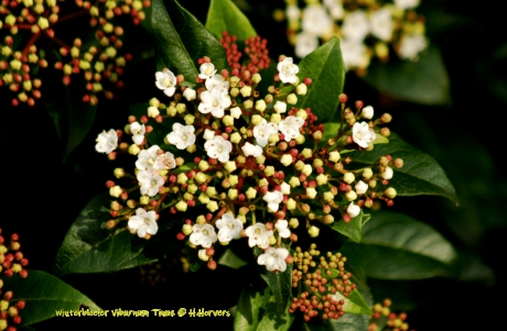 Winterbloeier Viburnum Tinus