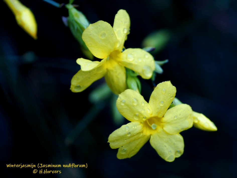 Winterjasmijn (Jasminum nudiflorum) - Planten - Winterjasmijn