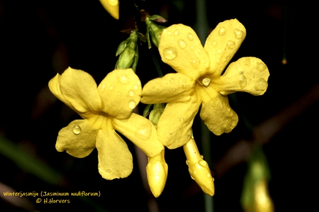 Winterjasmijn (Jasminum nudiflorum)
