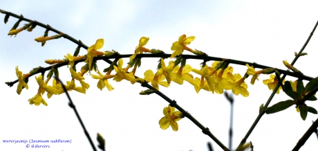Winterjasmijn (Jasminum nudiflorum)