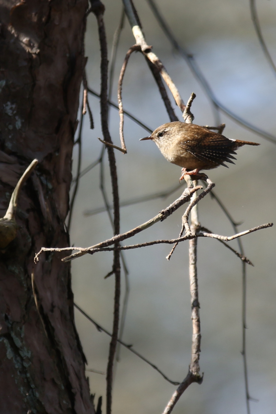 winterkoning - Vogels - winterkoning