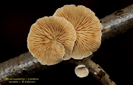 Wit oorzwammetje  - Crepidotus variabilis