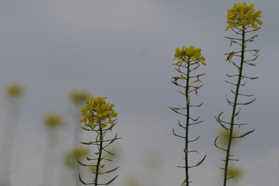 witte mosterd - Planten - witte mosterd