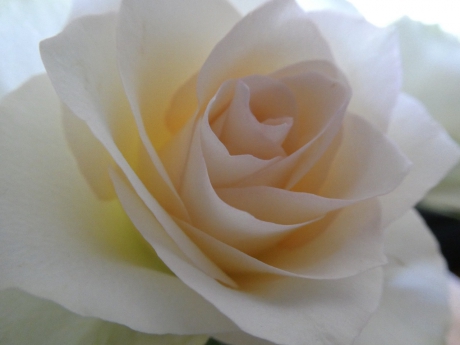 Witte roos