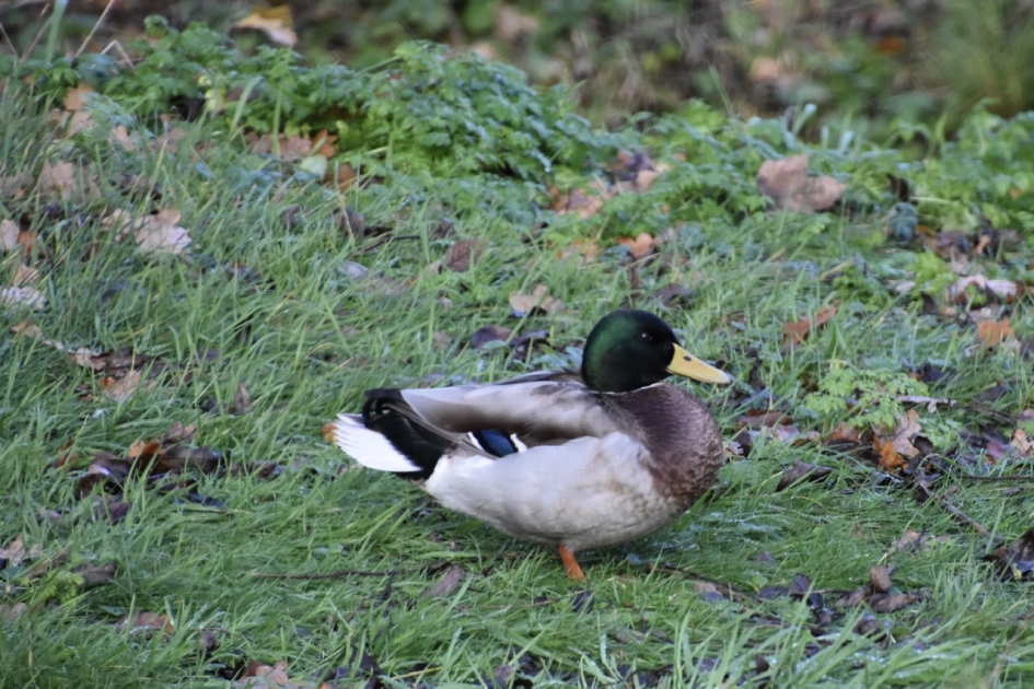 Woerd - Vogels - 