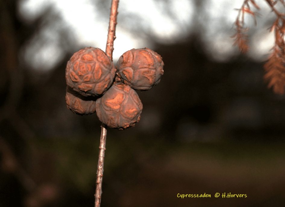 Zaden v/d Cypress - Planten - Zaden v/d Cypress