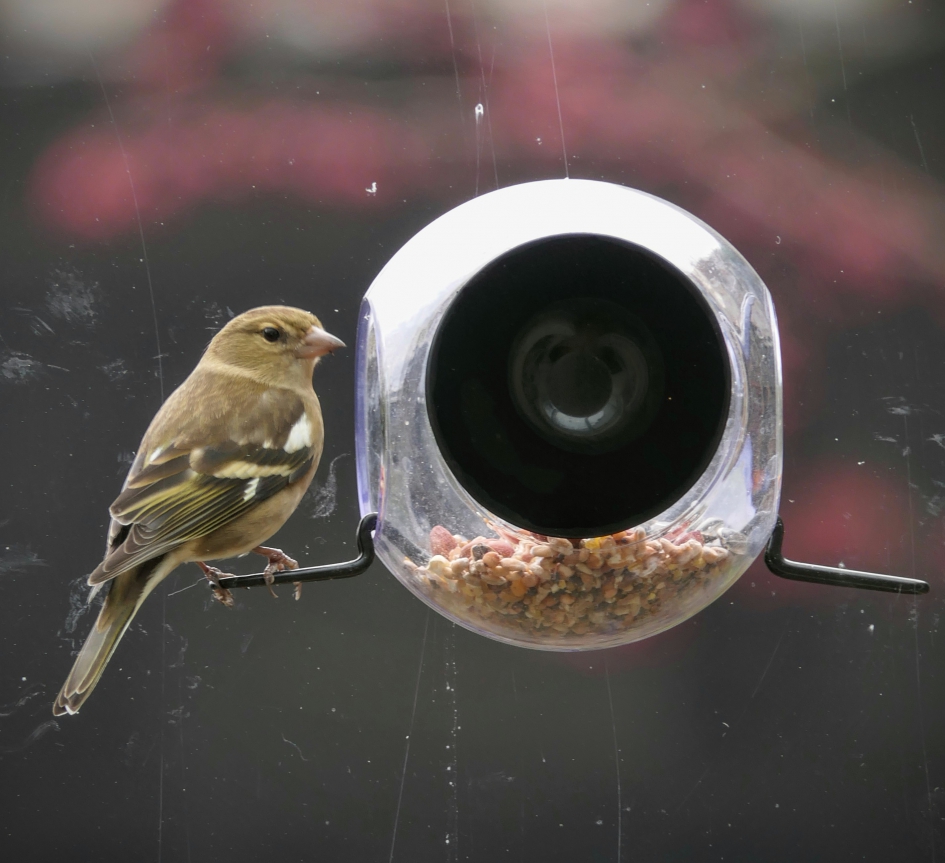 Zal ik 't nou doen? - Vogels - Vink