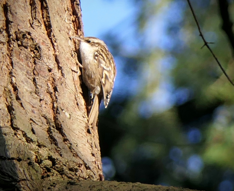 Zit hier nog iets ? - Vogels - Boomkruiper